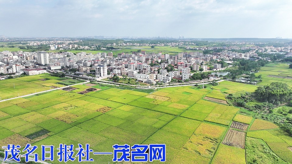 茂南区金塘镇多点发力，筑牢粮食生产“压舱石”