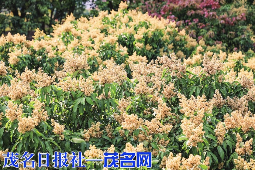 荔枝花海醉游人 果农喜盼丰收年