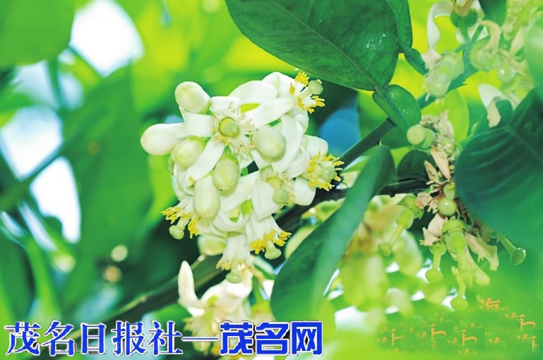 2026年化橘红赏花活动正式启幕