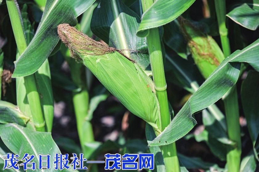 冬种春收迎丰收 金塘南埜田间忙