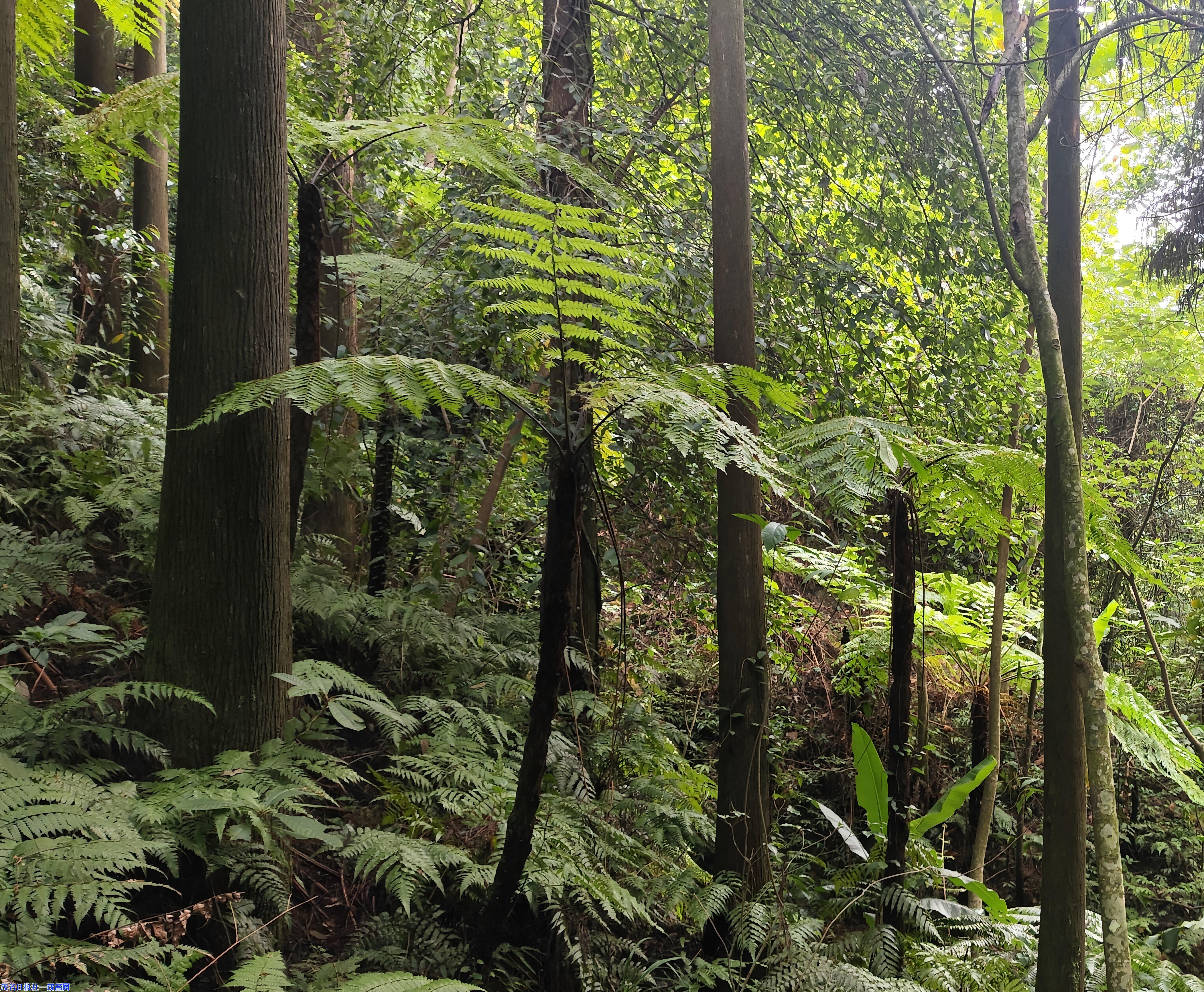 云开山保护区“解锁”中华桫椤科研保护新成果