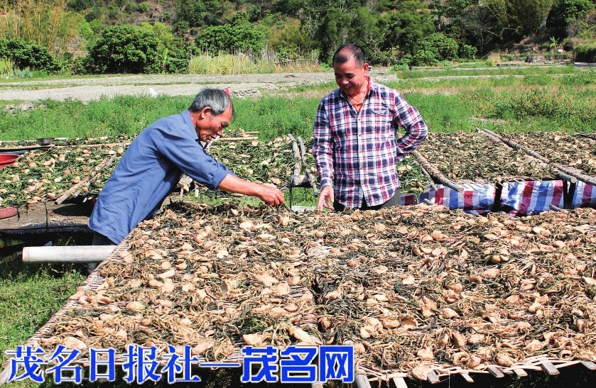 冬闲田里种“三造”| 信宜丽沙村小小头菜“链”起大产业