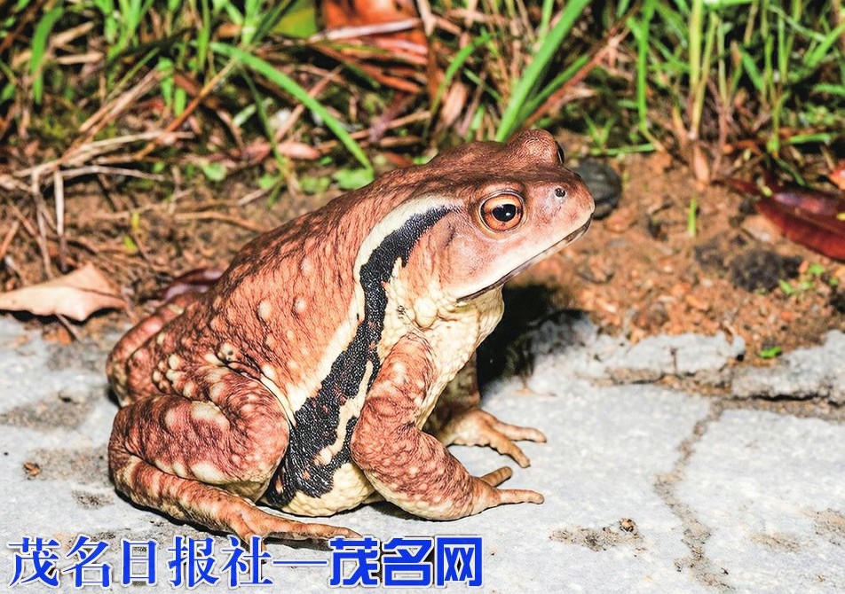 云开山保护区发现红斑蟾蜍新记录种