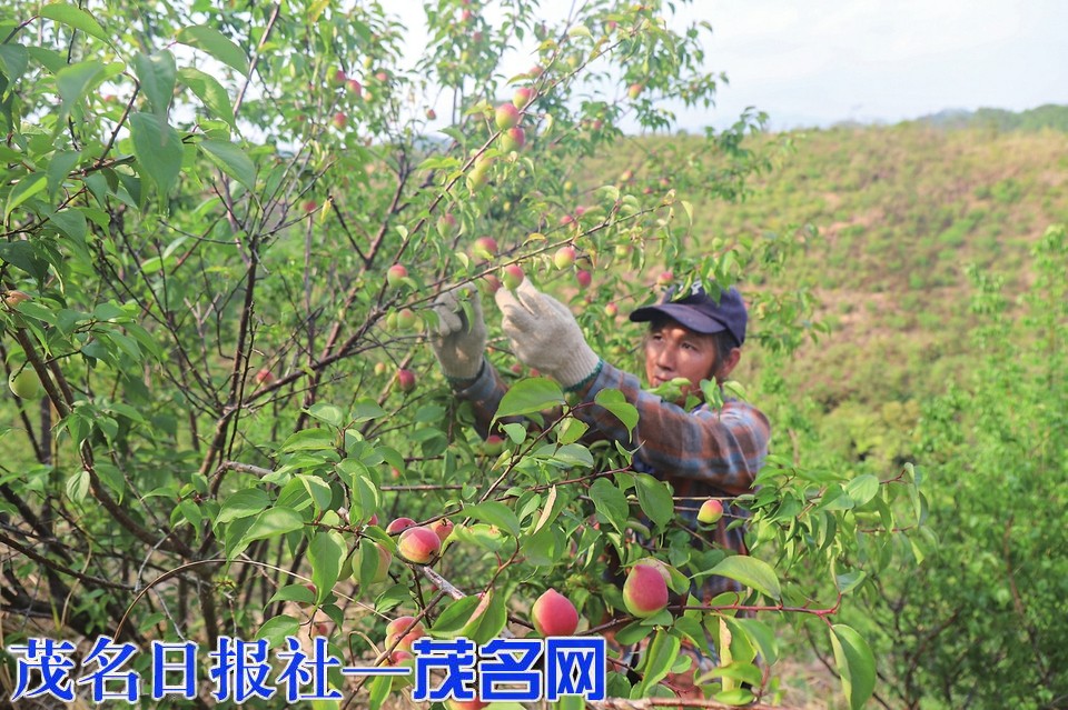 蒲垌村2000多亩青梅喜迎丰收