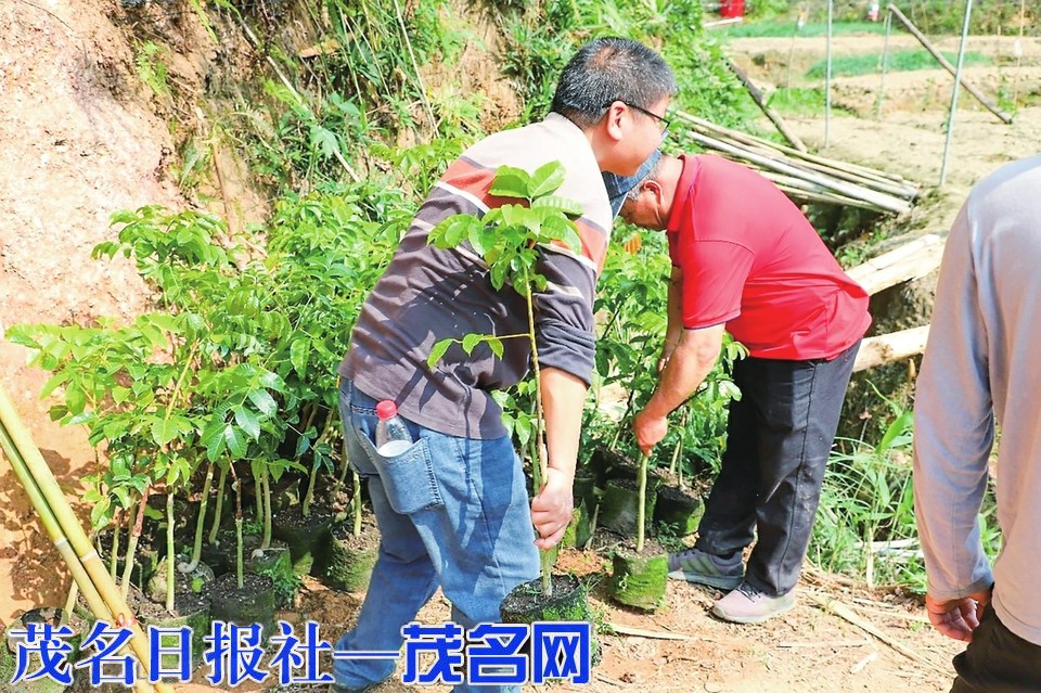 信宜平塘镇扩种黑榄2000亩 做强特色富民产业