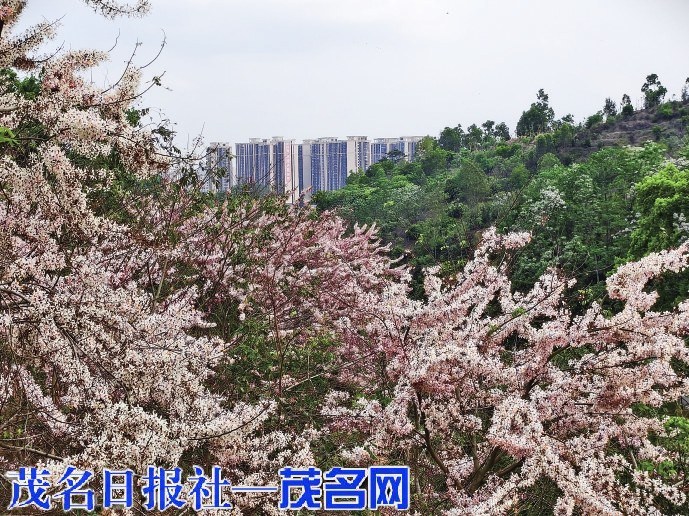 高州植物园泰国樱花盛放