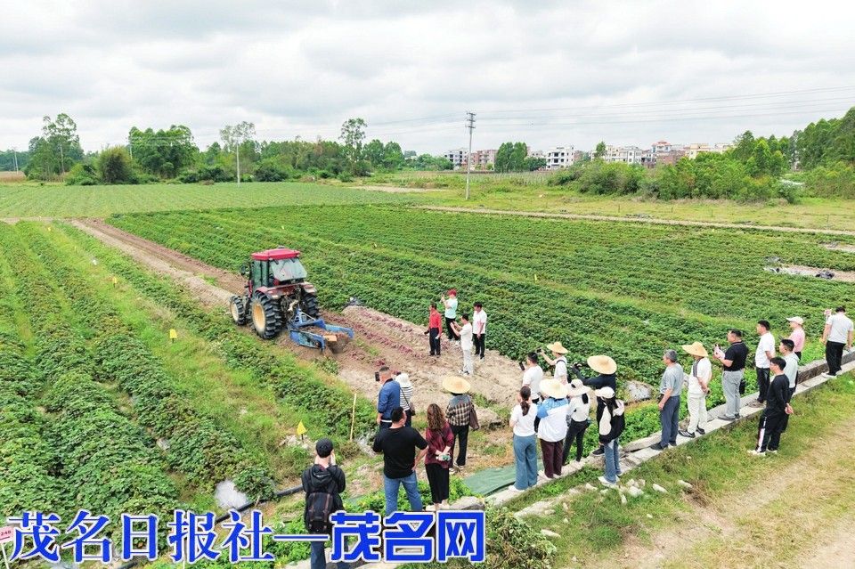 亩产6000斤！化州举行甘薯新品种引进现场观摩活动