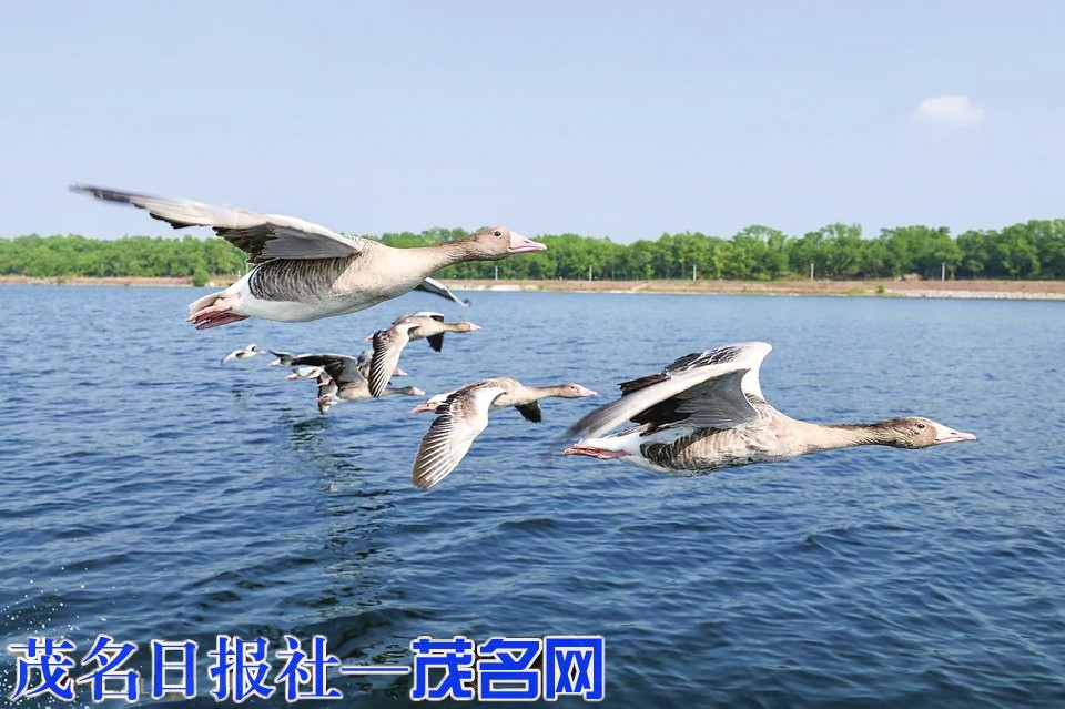 山海生态美 万羽栖茂绿