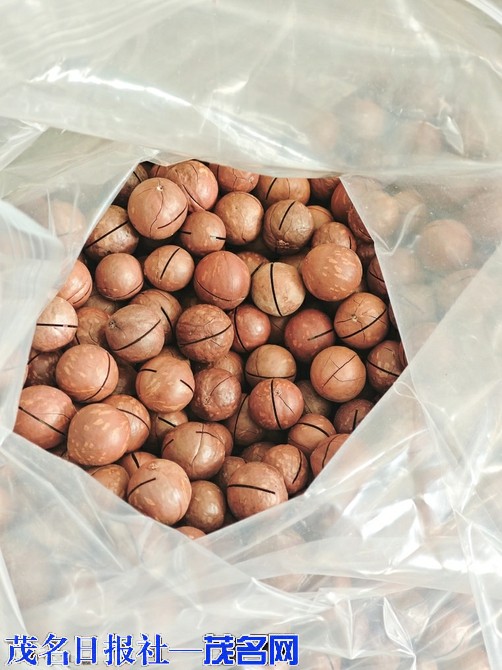 信宜市洪冠镇：澳洲坚果铺就乡村振兴致富路