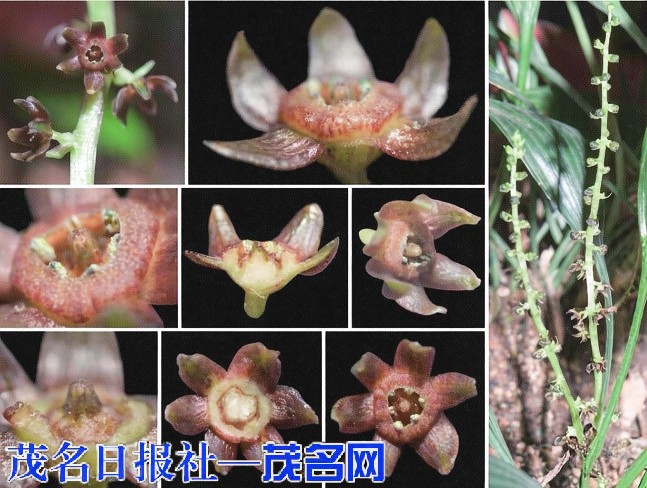 全球首次记录！云开山保护区发现植物新种——大雾岭球子草