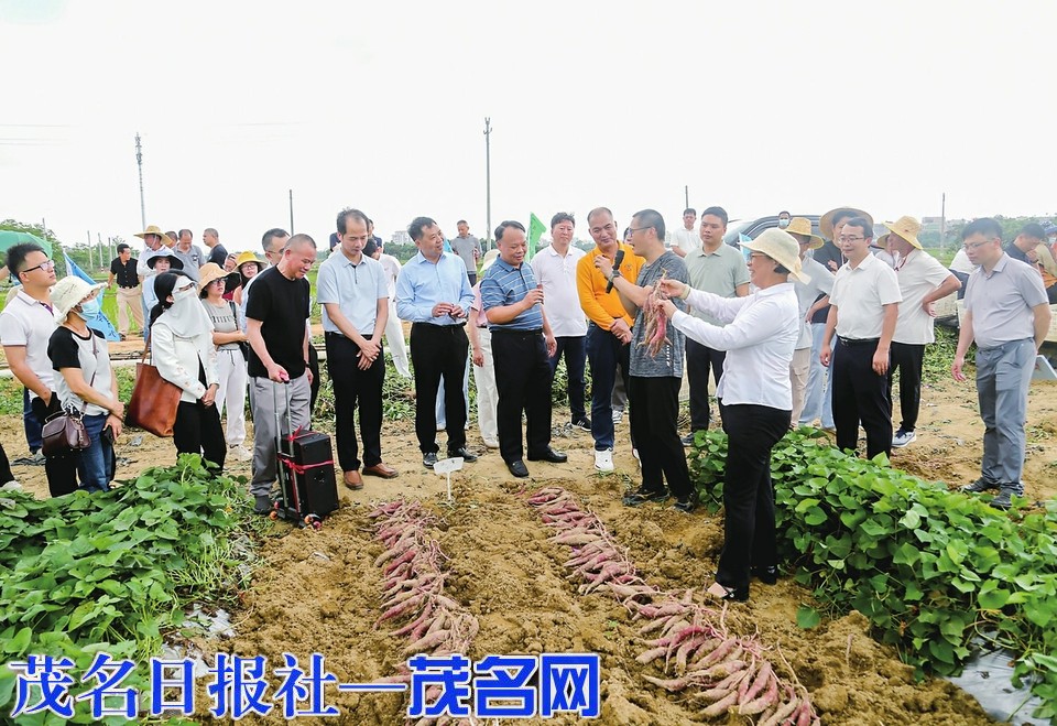 擦亮“中国甘薯文化重要起源地”名片