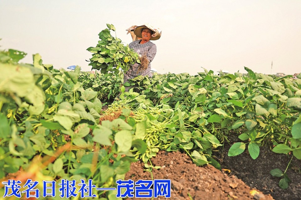 茂南区金塘镇招商毛豆产业项目激活乡村振兴新动能