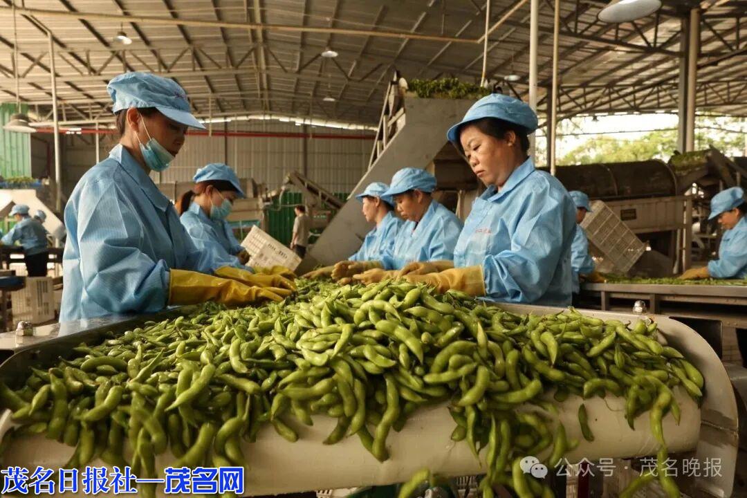 茂南金塘毛豆全产业链落地