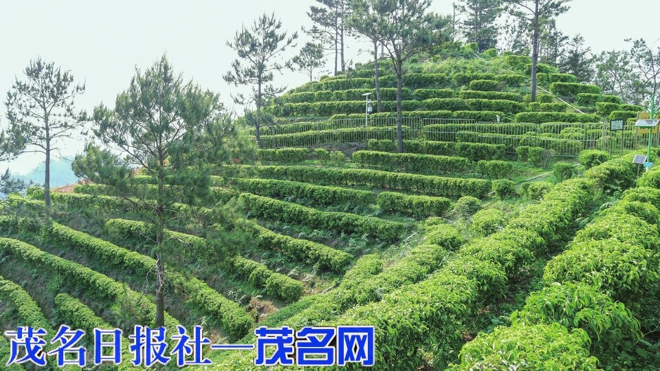 “雾岭小镇”焕新彩“茶柿之乡”燃活力
