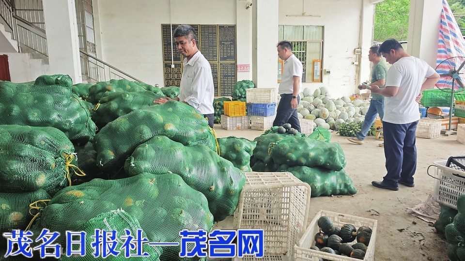 电白沙琅镇观青村贝贝南瓜上市