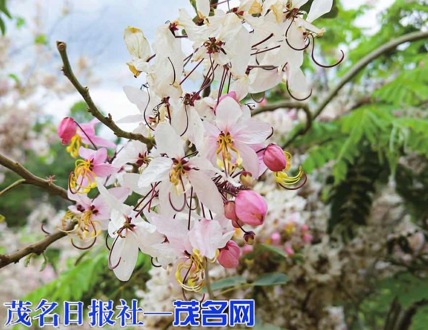 粉云落满枝 赏花正当时 高州市植物园泰国樱花甜蜜盛放