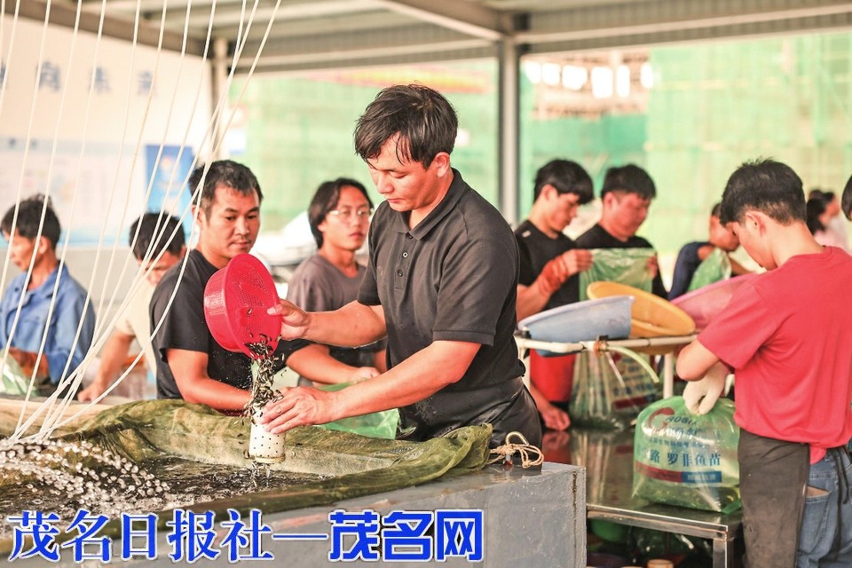 一尾鱼苗“排队抢” 宝路水产扎根高山镇做强“种业芯”