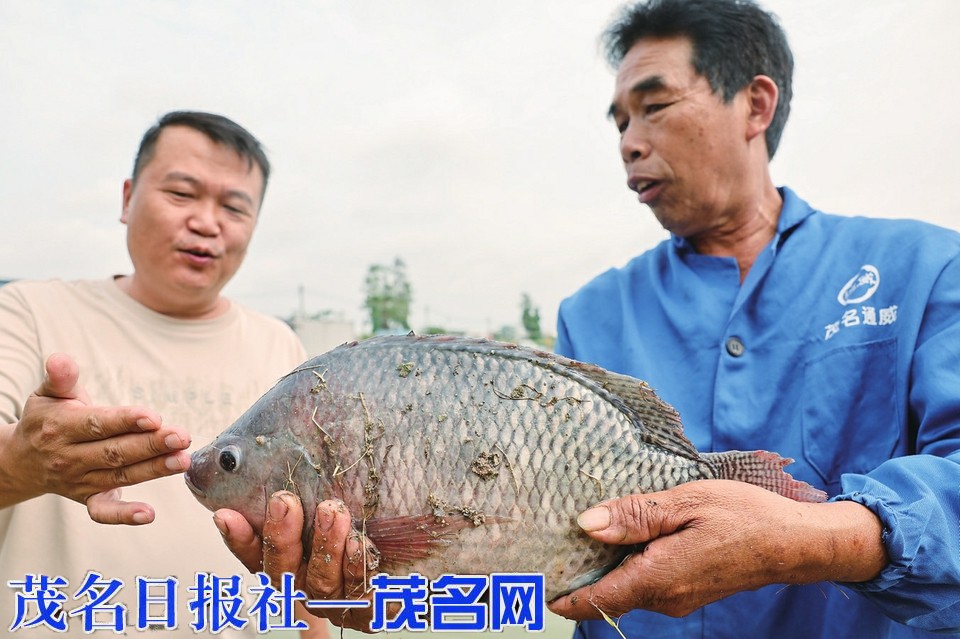 ​茂南区通过引进种苗企业激活罗非鱼全产业链