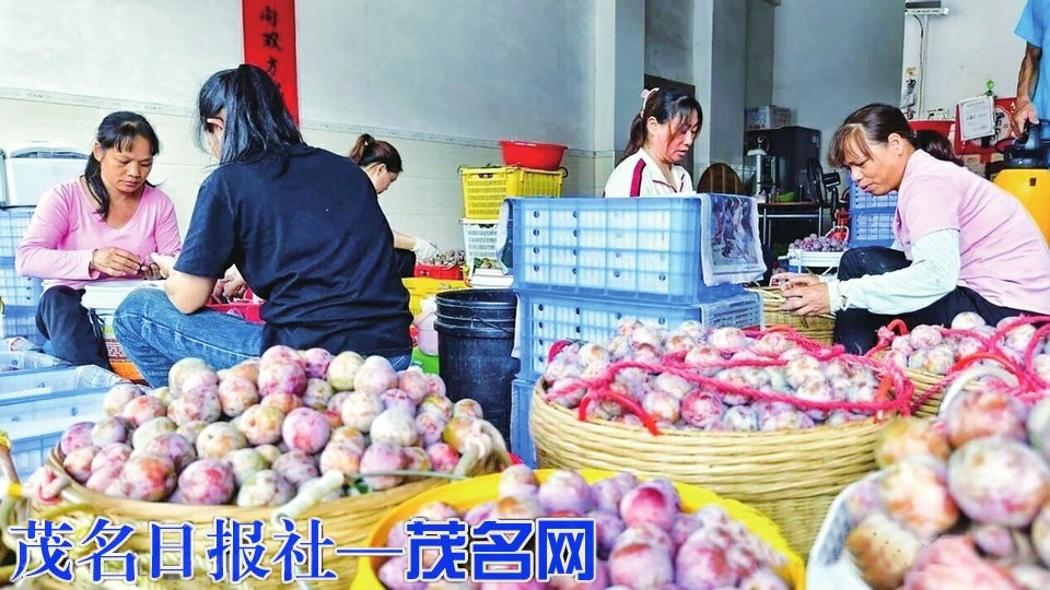 钱排首批三华李抢鲜上市