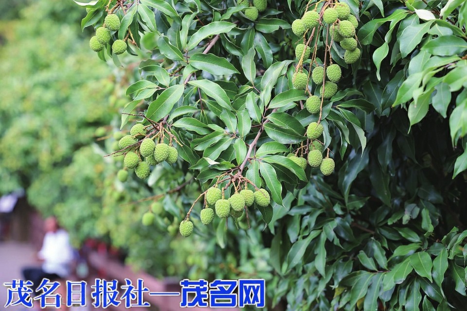 千年荔何以成为“致富果”