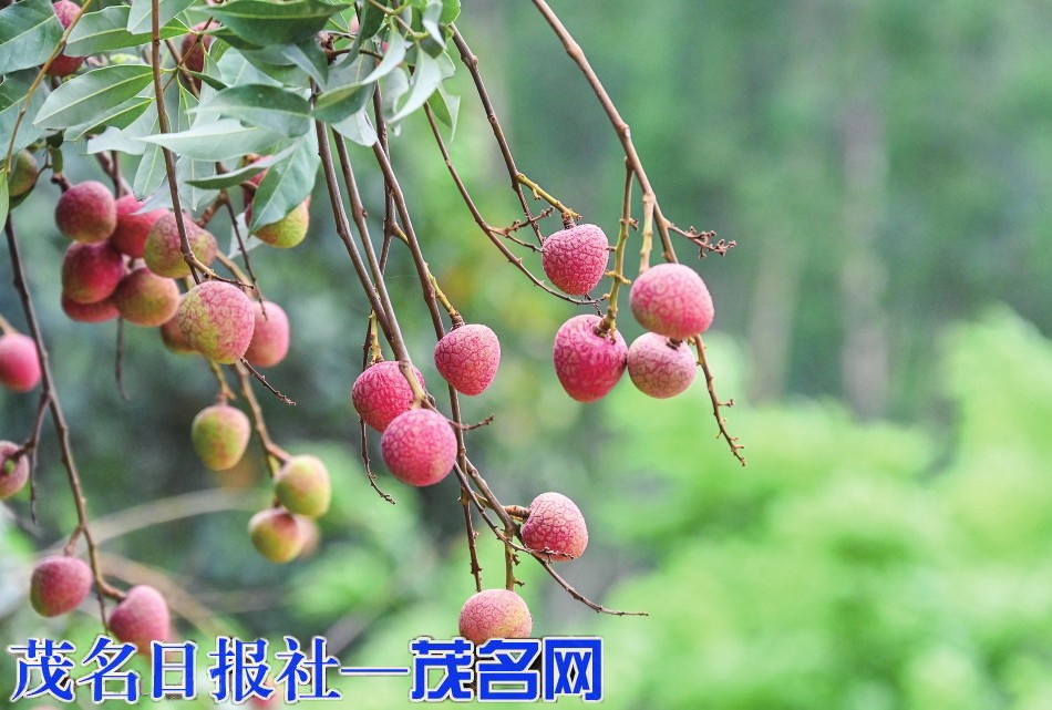 抢鲜！化州江湖“科技一号”上市即售罄