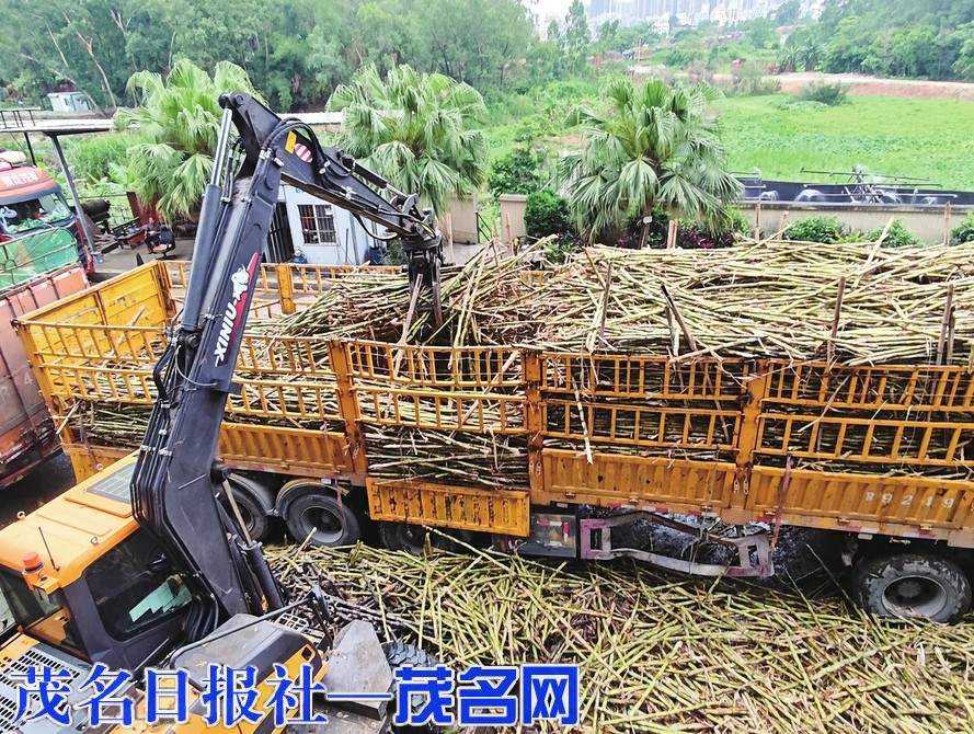 助产业兴经济 化州“蔗”里有点甜