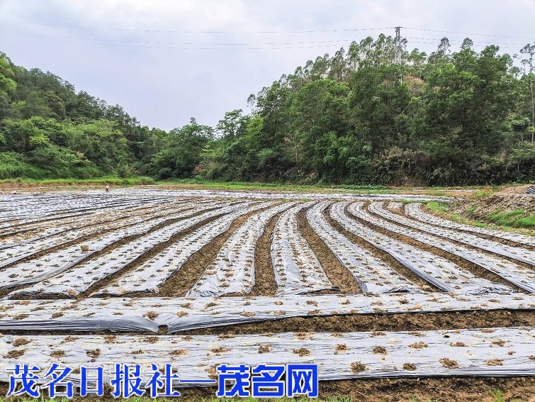 信宜推进撂荒耕地复核 稳步开展复耕工作