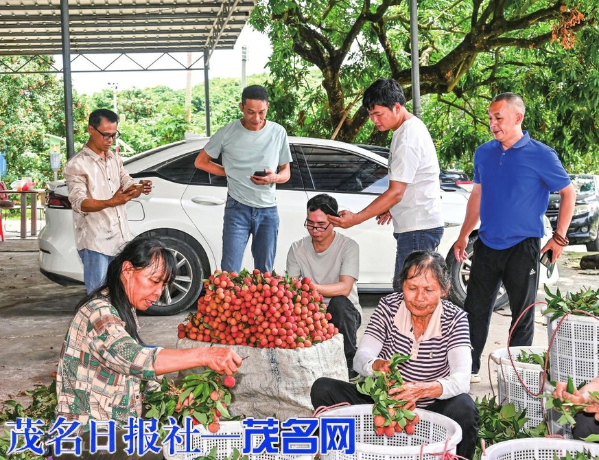 我市白糖罂荔枝大量上市