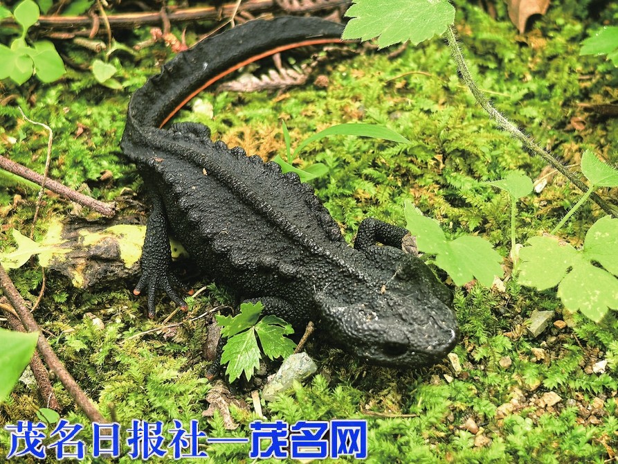 云开山国家级自然保护区再现狭域特有种“辛氏疣螈”