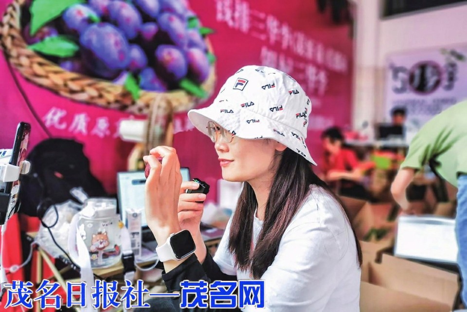 信宜钱排“银妃李”销售畅旺
