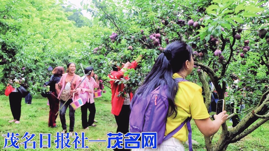 八方游客纷至沓来 农文旅融合势头强劲