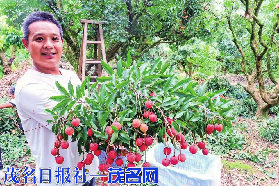 ​2026年化州市中垌第四届荔枝采摘暨直播推广活动5月23日开启