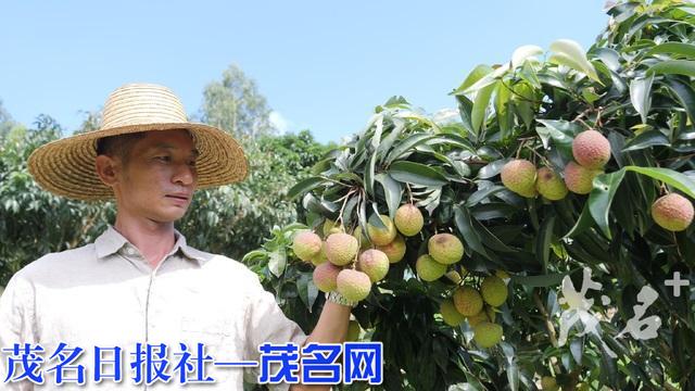 化州新安果农培育出“大个头”荔枝 6颗即可重达1斤
