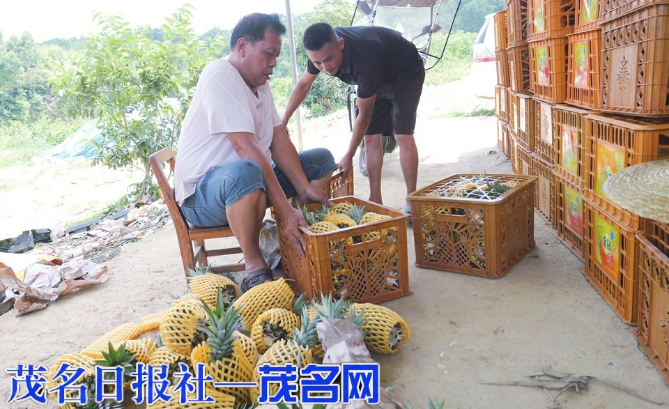 革命老区中垌镇那梨村推行“金凤梨+化橘红”套种模式 一地双收“钱”景喜人