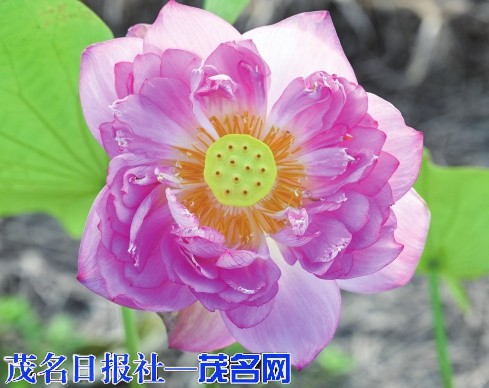 撂荒地变荷塘开出“振兴花”