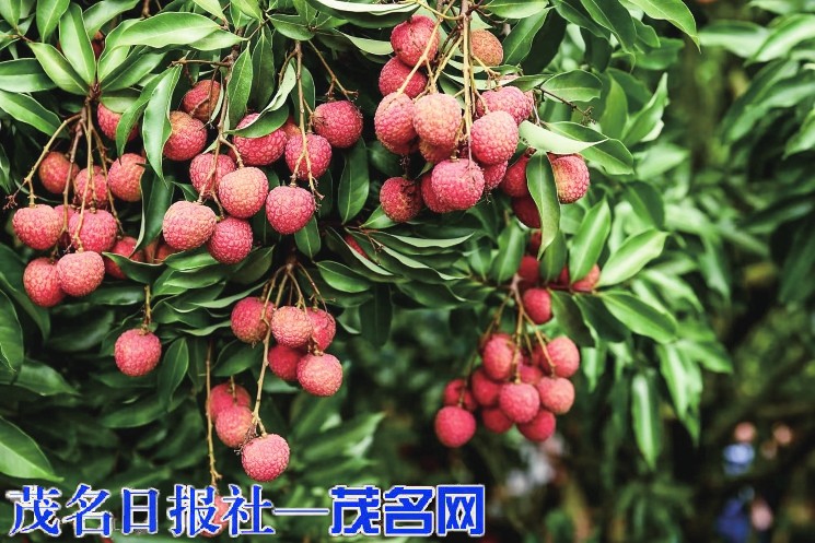 一颗甜荔串起全域发展链 多方发力助推产业提质增效