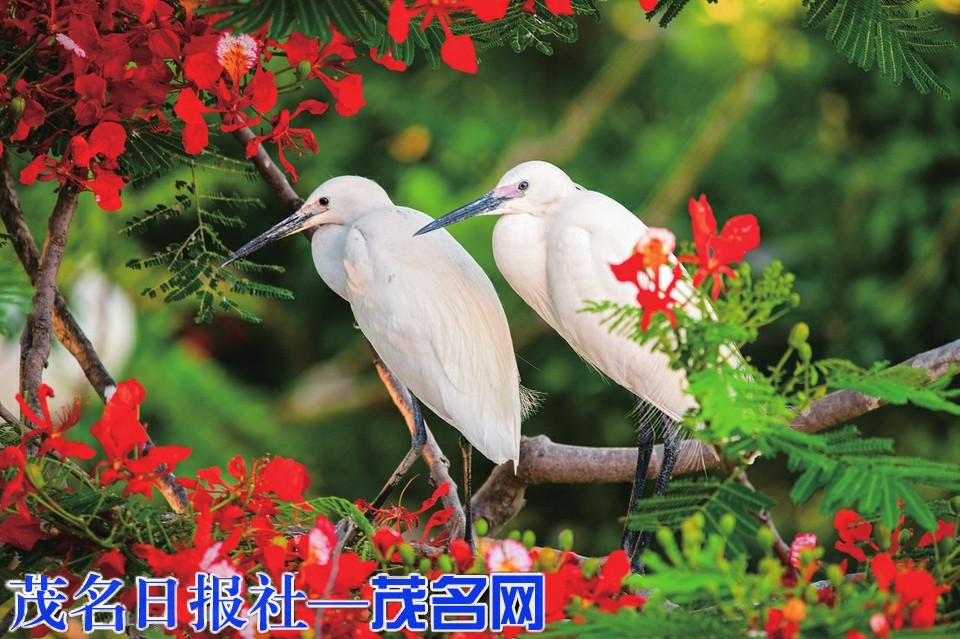 乡贤植一院绿荫 引来万羽白鹭栖