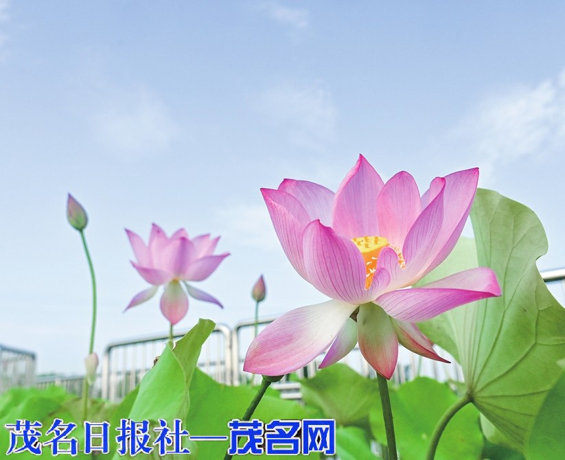茂南镇盛樟岭村太空莲产业带动村民增收