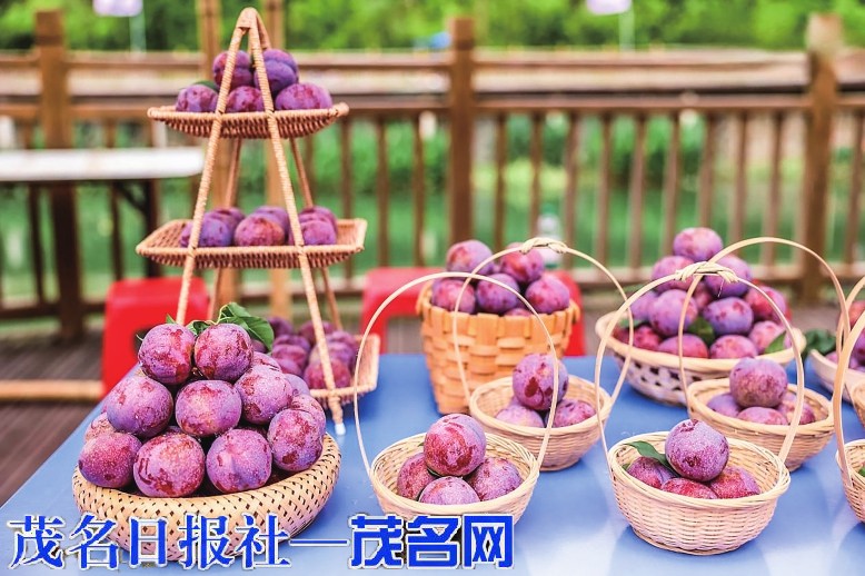 【粤来粤好百千万】一颗李子带旺一方经济