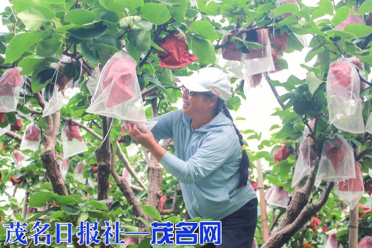 信宜洪冠：高山雪梨迎客来 老树新芽结蜜果