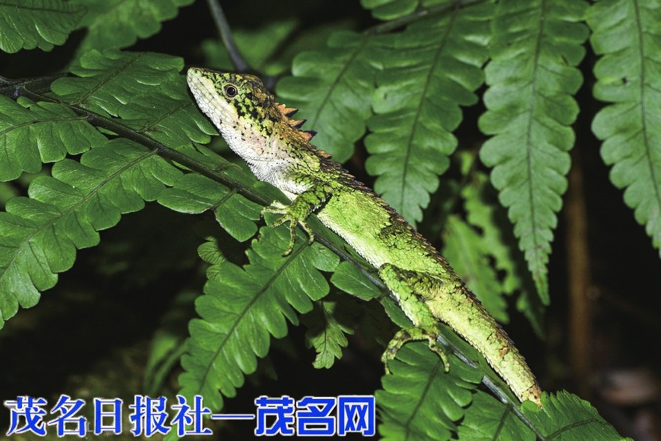 云开山保护区尽显粤西生态宝库生机