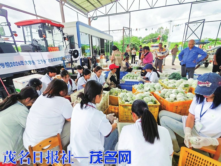 活化乡土记忆：茂名学子修村志为“百千万工程”注入青春动能