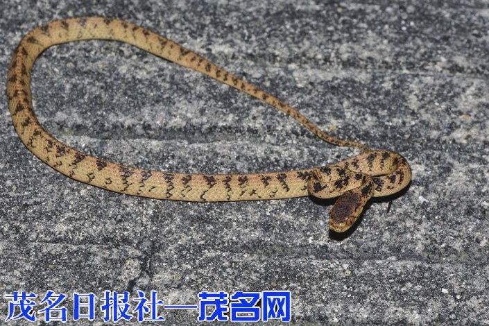 云开山保护区首次记录到“呆萌猎手”中国钝头蛇