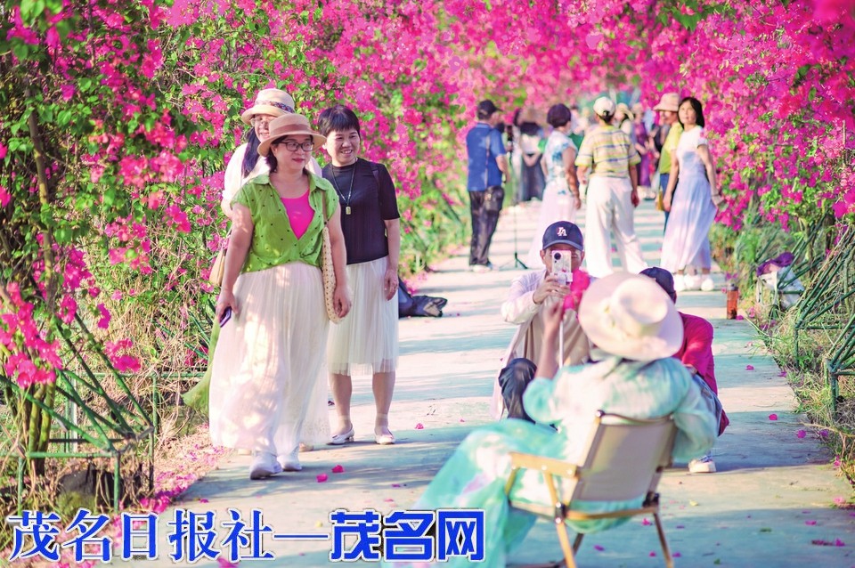 潭段村三角梅花廊成秋日打卡热点