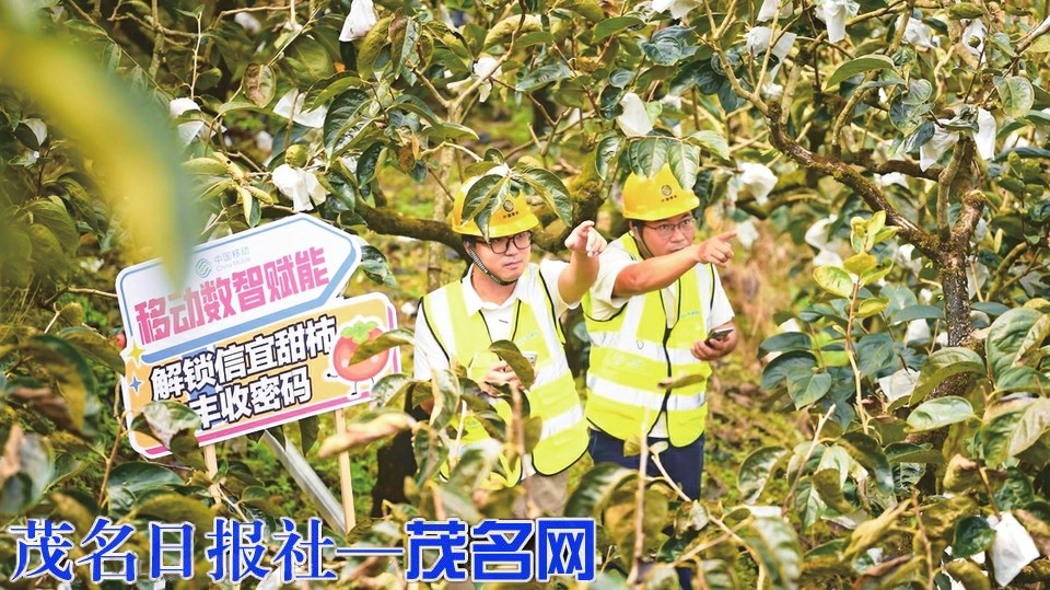 信宜北梭甜柿搭上“数字增收快车”