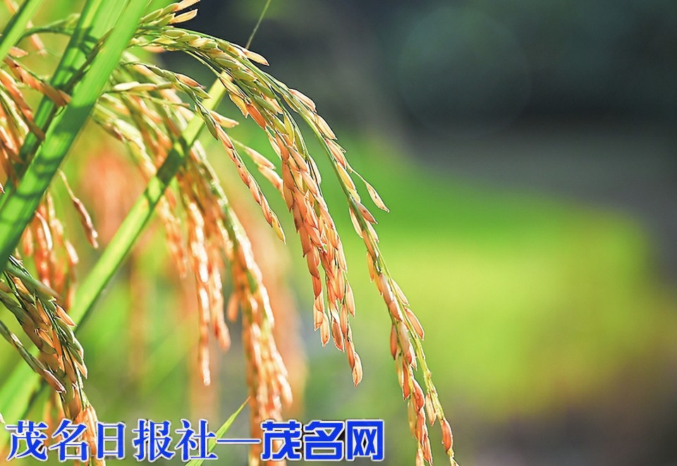 信宜市大成镇五升米村：秋染田园 稻穗渐黄