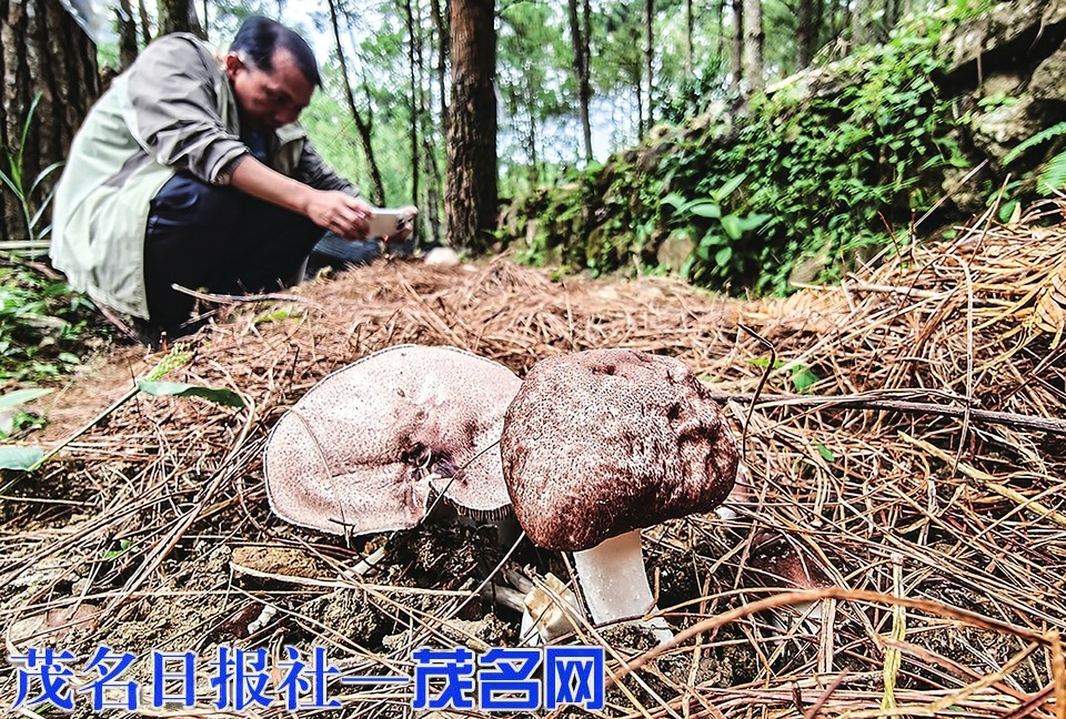 “雾”里看菇 林下生“金”