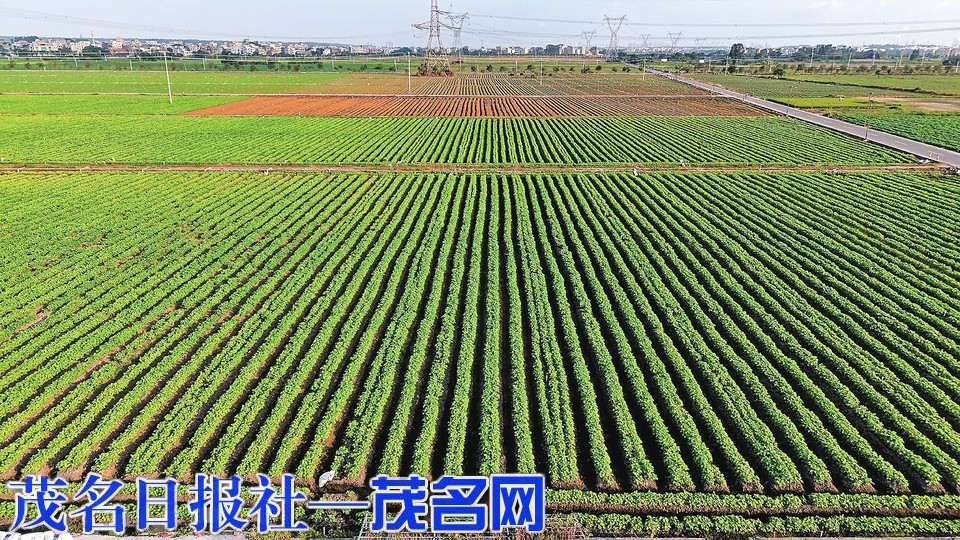 茂南以全域土地整治激活乡村发展新动能