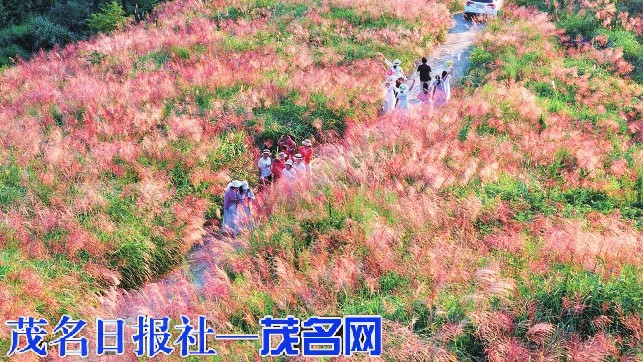 信宜英帽顶邂逅醉美粉色浪漫
