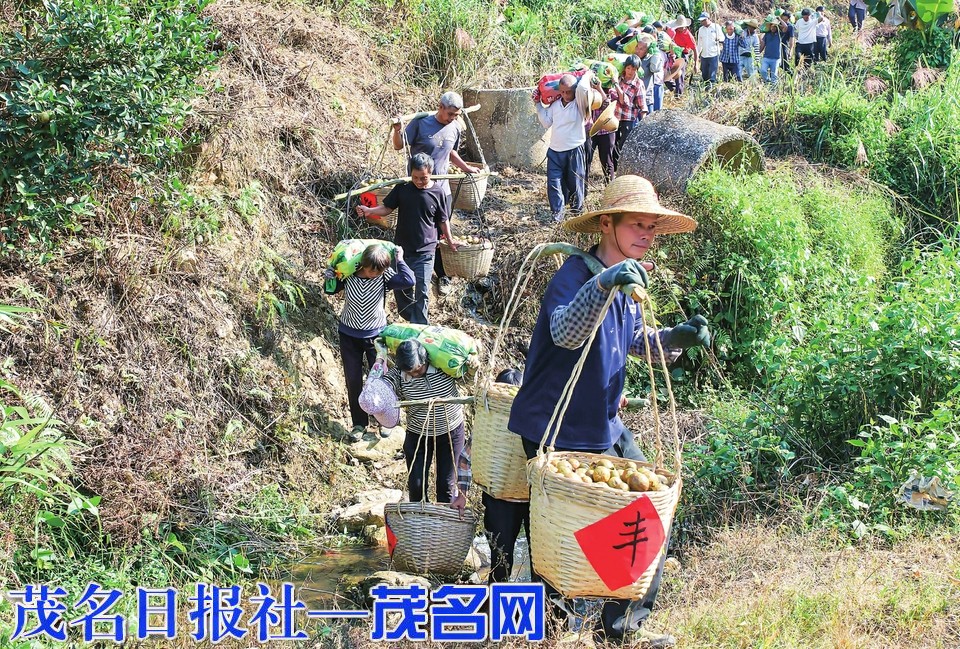 油果满枝迎丰收 绿美赋能富山乡